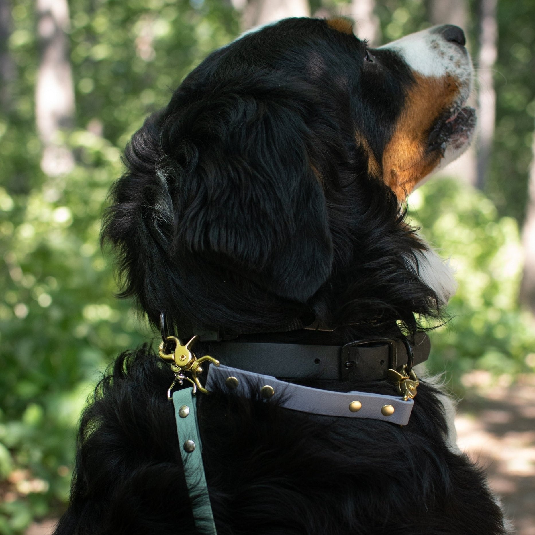 10" Backup/Safety Clip for Prong Collars - Pawtastic Expeditions
