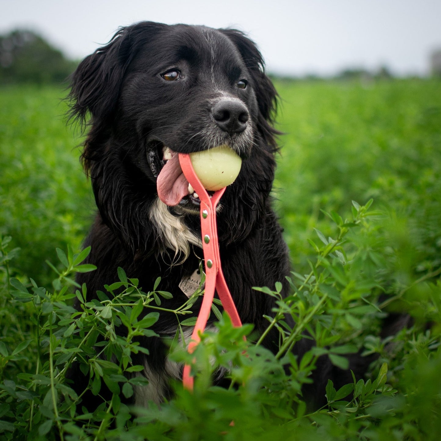 Glow-in-the-Dark Ball Tug - Pawtastic Expeditions